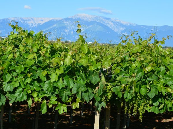 La Maiella dietro alle vigne La Maiella dietro alle vigne